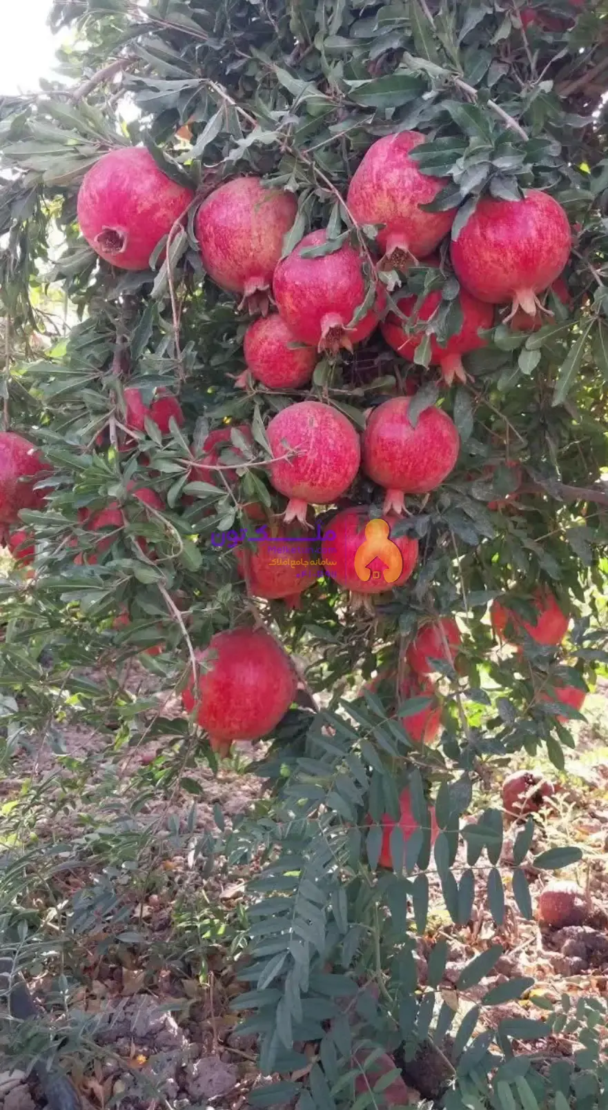 باغ انار محصول بده بحر جاده سد پراب س ا وه