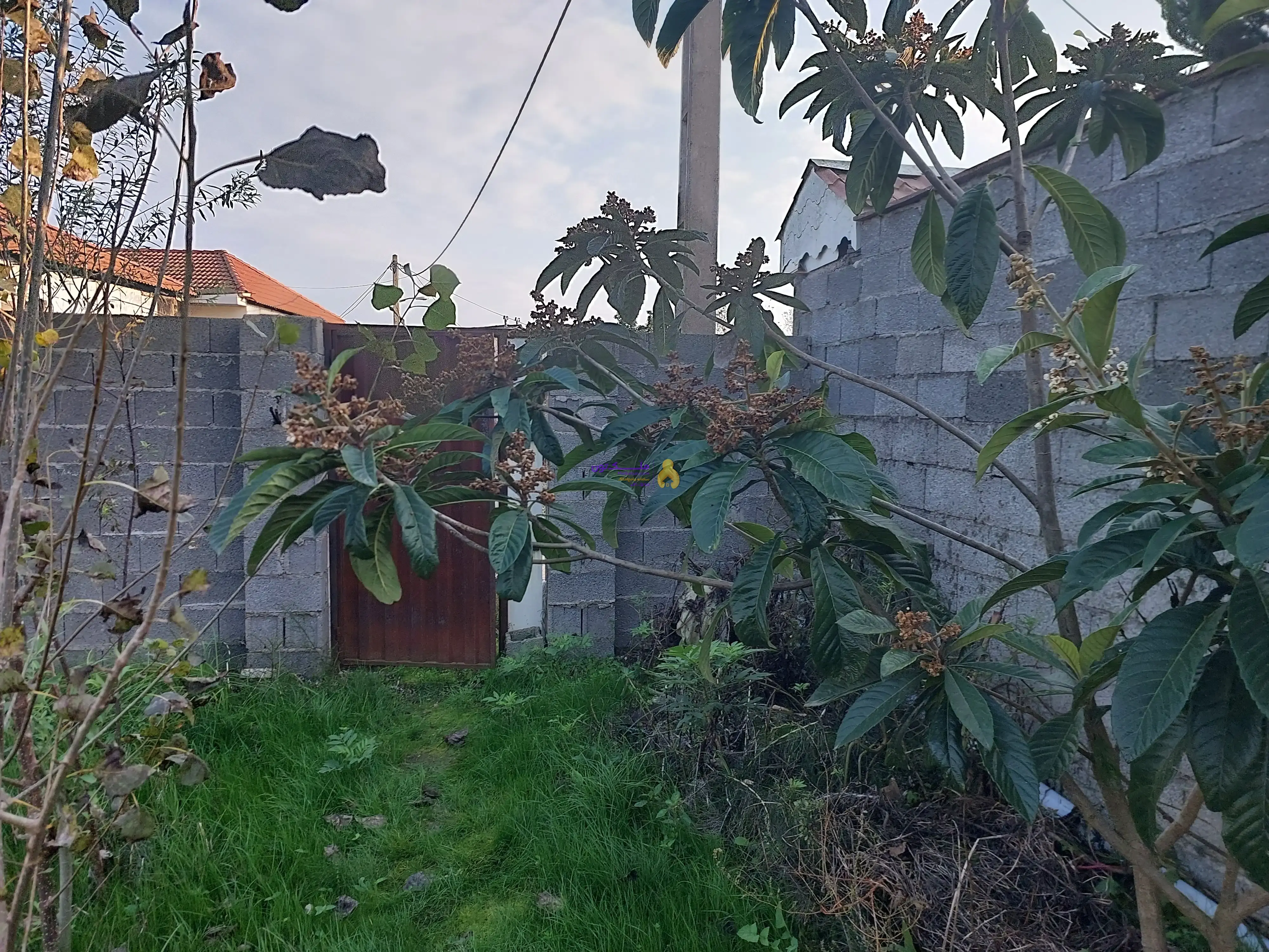 زمین مسکونی زیباکنار