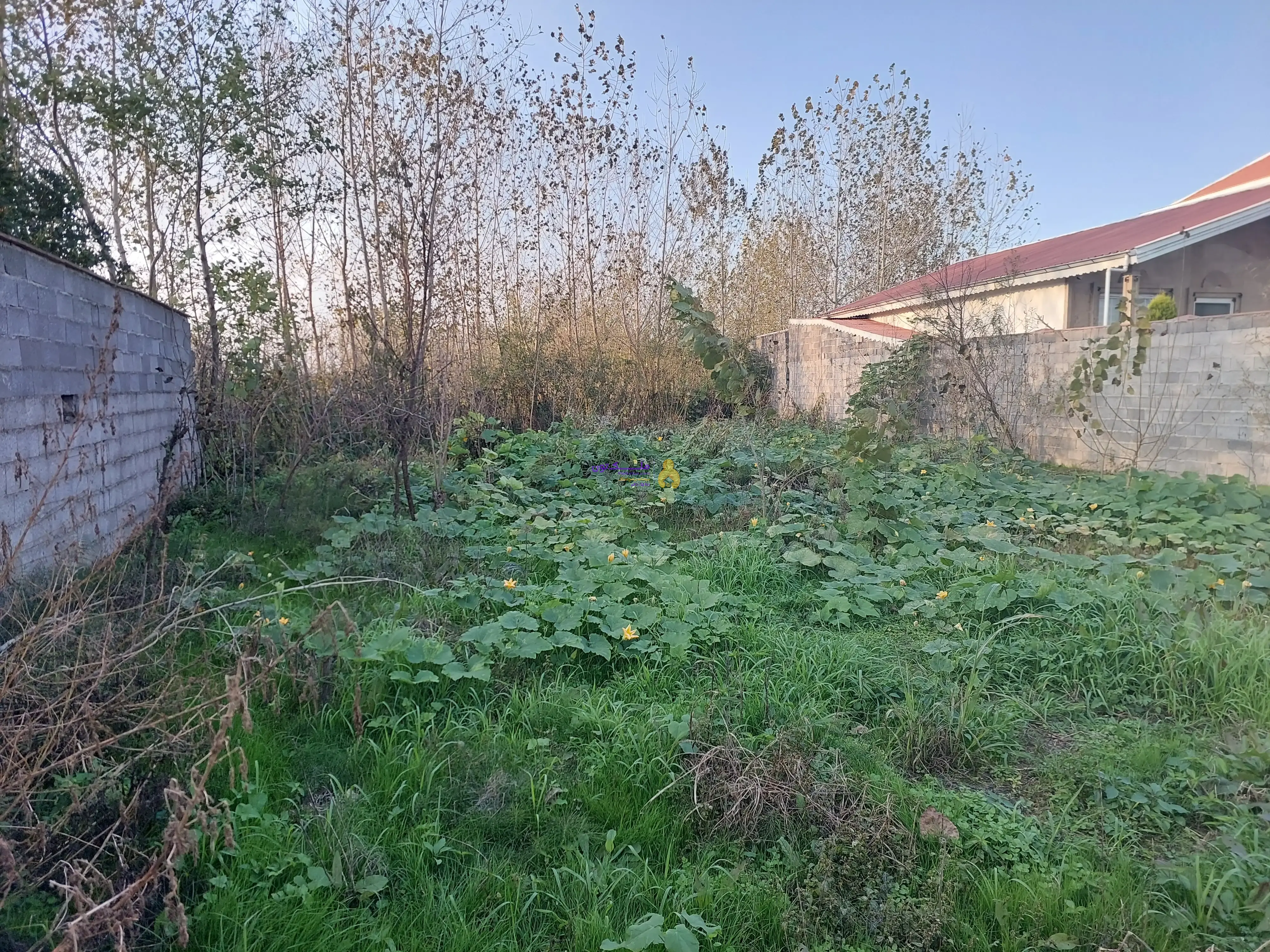 زمین مسکونی زیباکنار