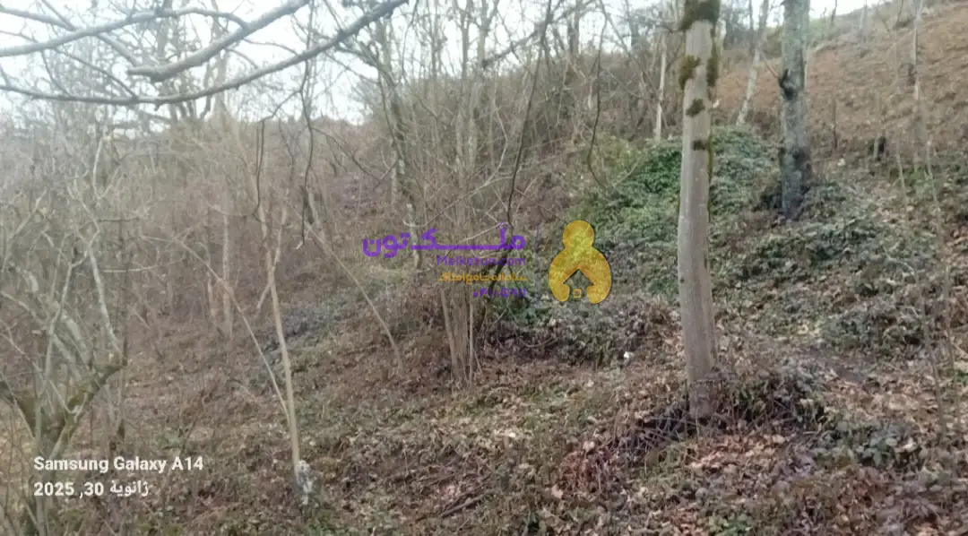 ملکی واقع در استان گیلان،شهرستان تالش، خطبه سرا، روستای انبوه ،به مقدار ۱۰۰۰متر مربع با مدارک شمال سند،و برگ مستسینات به قیمت متر مربع ۱میلیون تومان