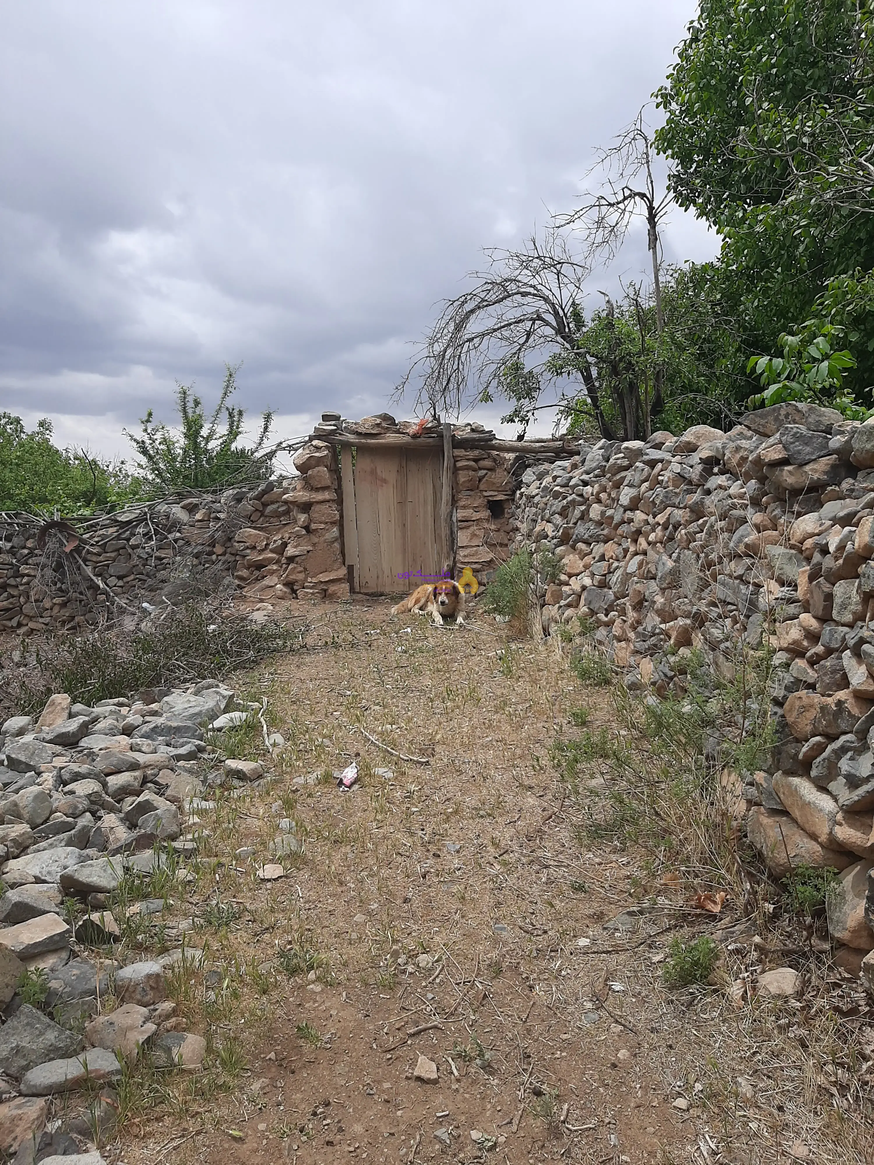 باغ چهاردیواری متراژ ۵۳۰ مترلب رودخانه درروستای کشه محله سینه طرق سند تک برگ