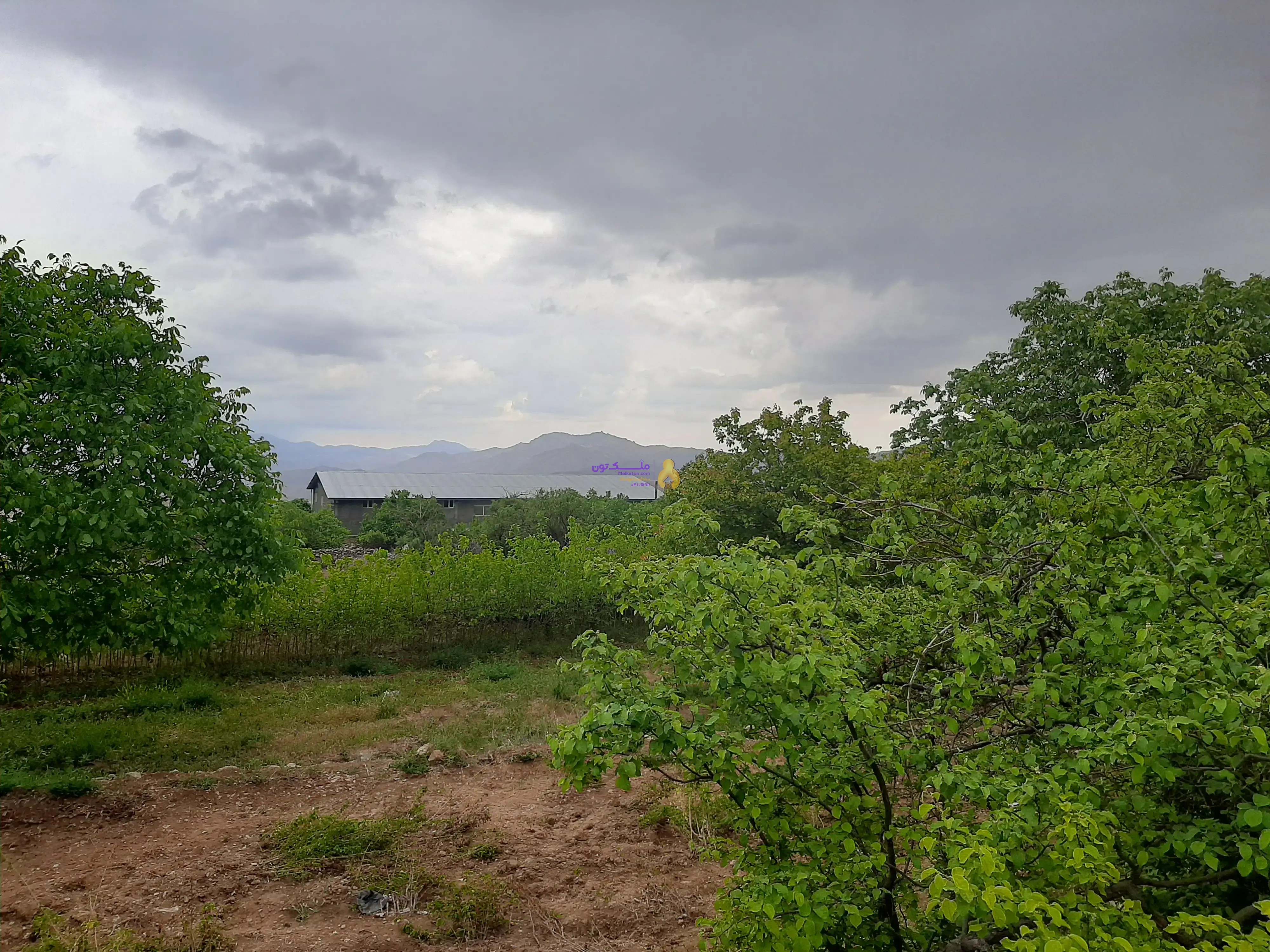 باغ چهاردیواری متراژ ۵۳۰ مترلب رودخانه درروستای کشه محله سینه طرق سند تک برگ