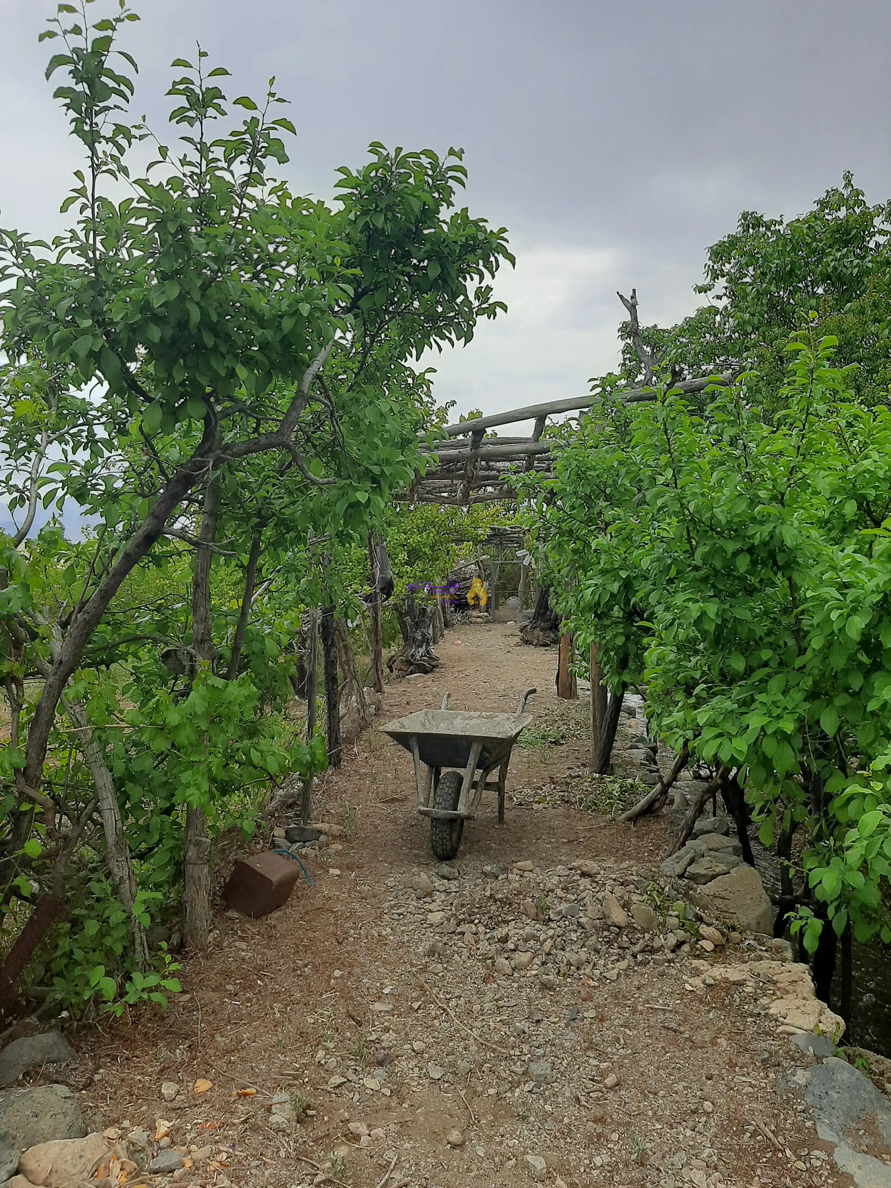 باغ چهاردیواری متراژ ۵۳۰ مترلب رودخانه درروستای کشه محله سینه طرق سند تک برگ
