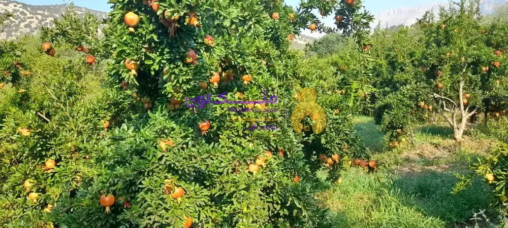 هزار متر باغ ثمری کوهمره سرخی، کنار جاده، دارای حدود 100 درخت، درآمد سالیانه حدود 200 تا 250 میلیون تومان.(قیمت براساس تعداد درخت حساب می شود)