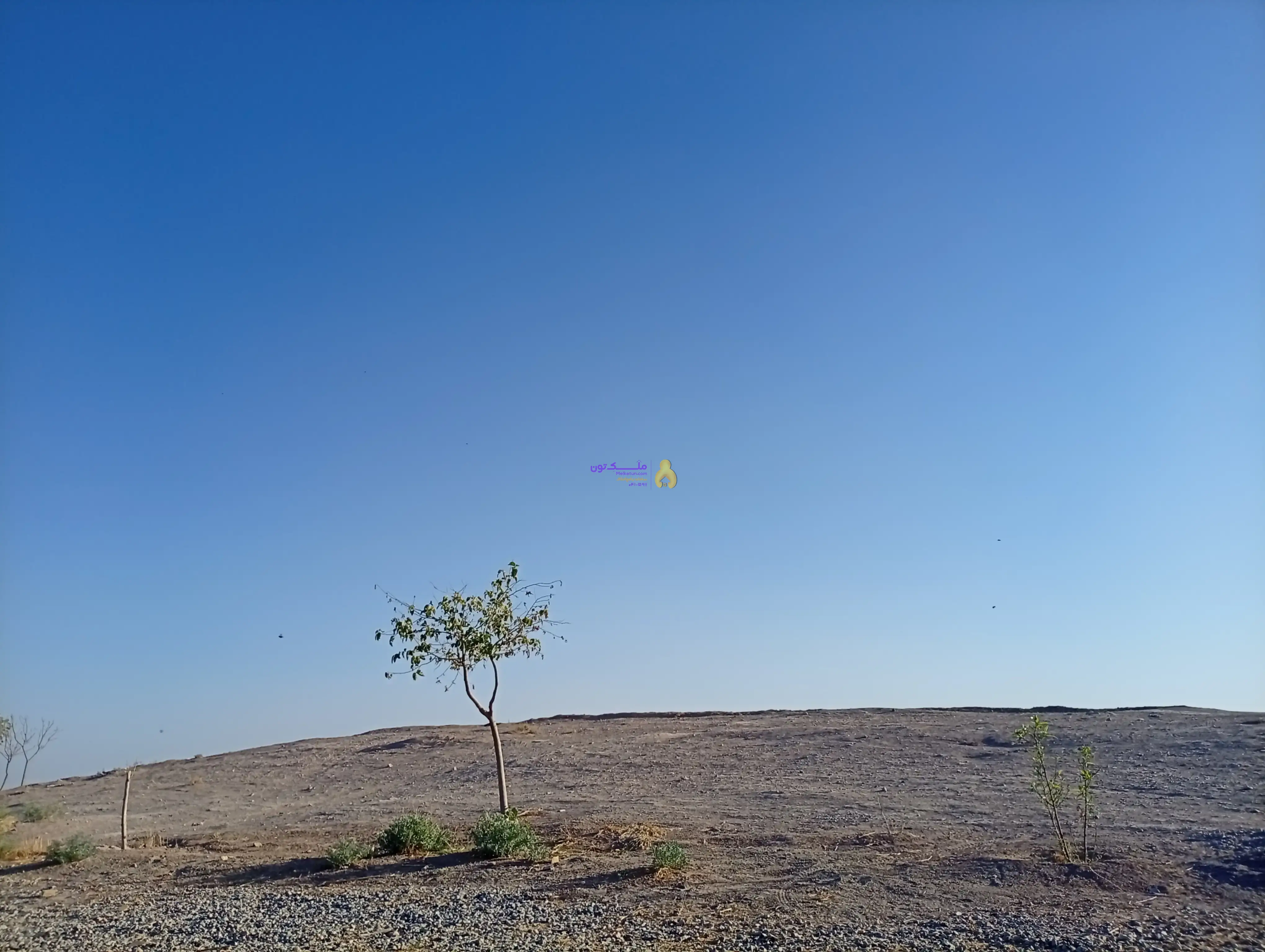 زمین کشاورزی وباغی