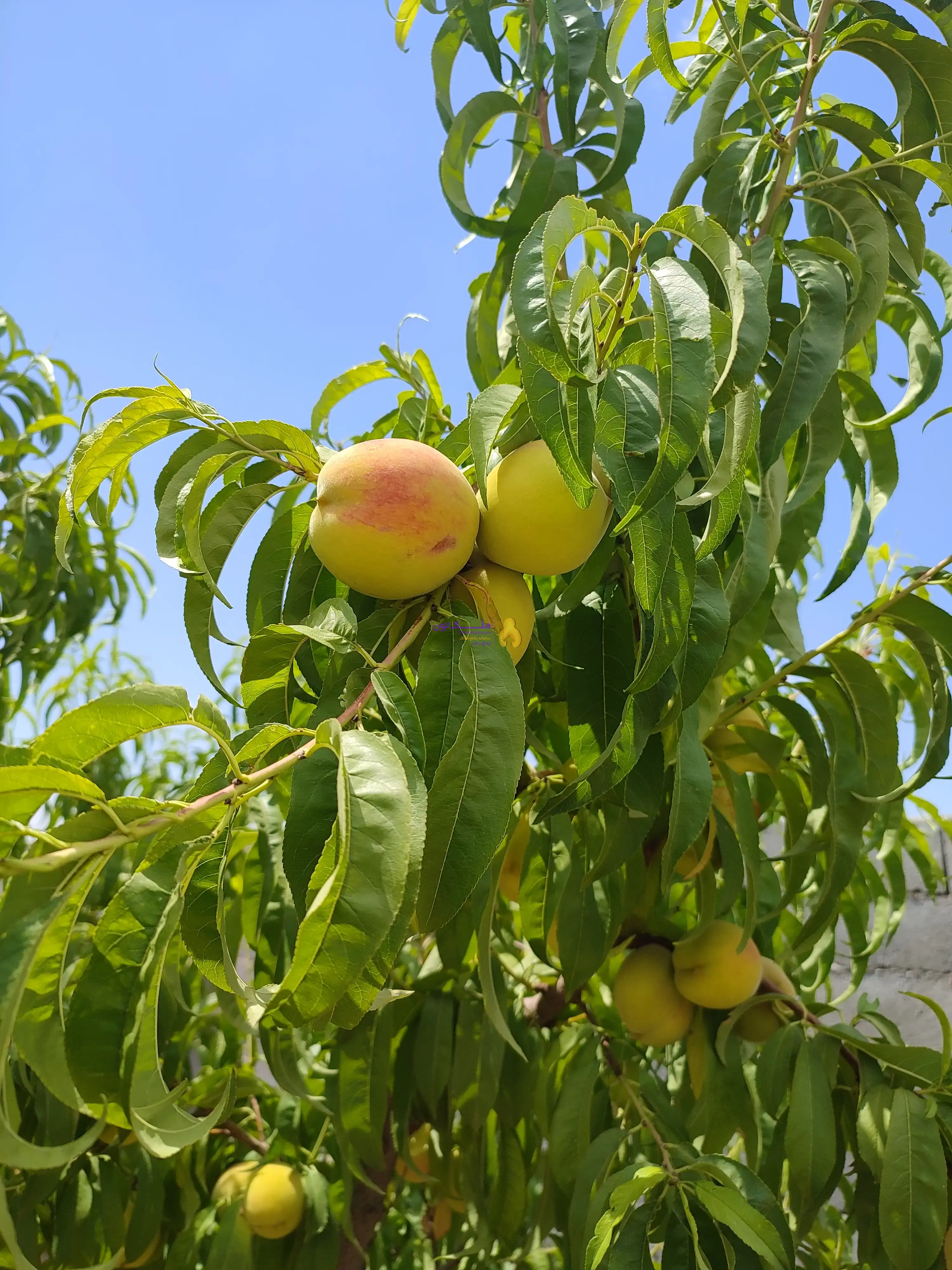 باغ 1400 متری سنددار