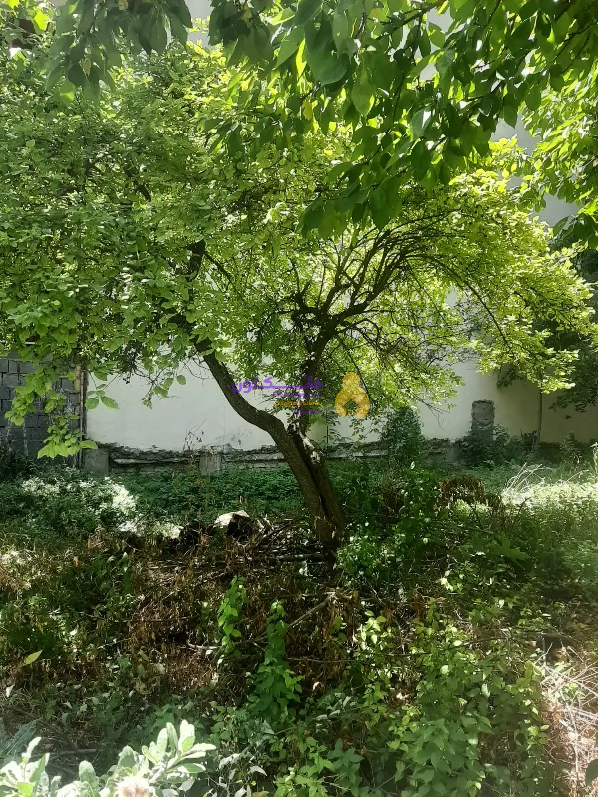 باغچه دماوند،دوبر،انشعابات کامل ،سند تک برگ