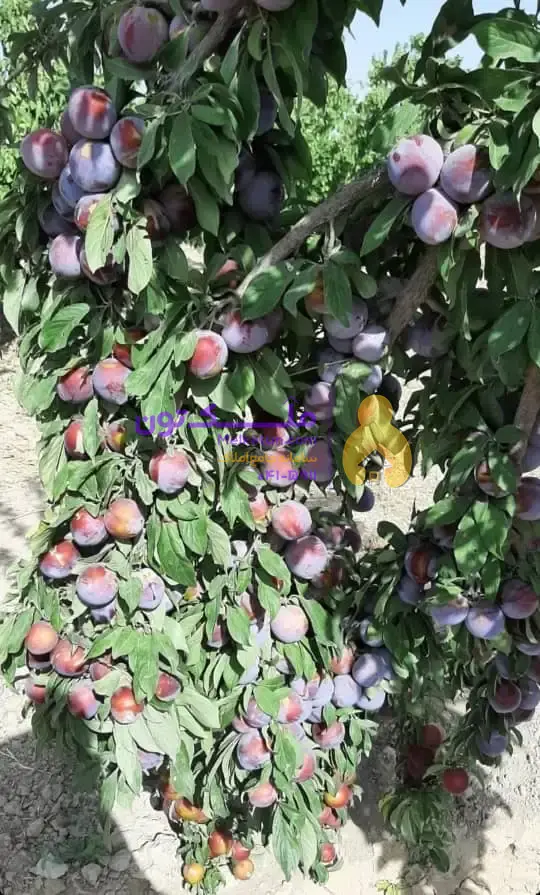 باغچه 750 متر چهاردیواری مدارک کامل