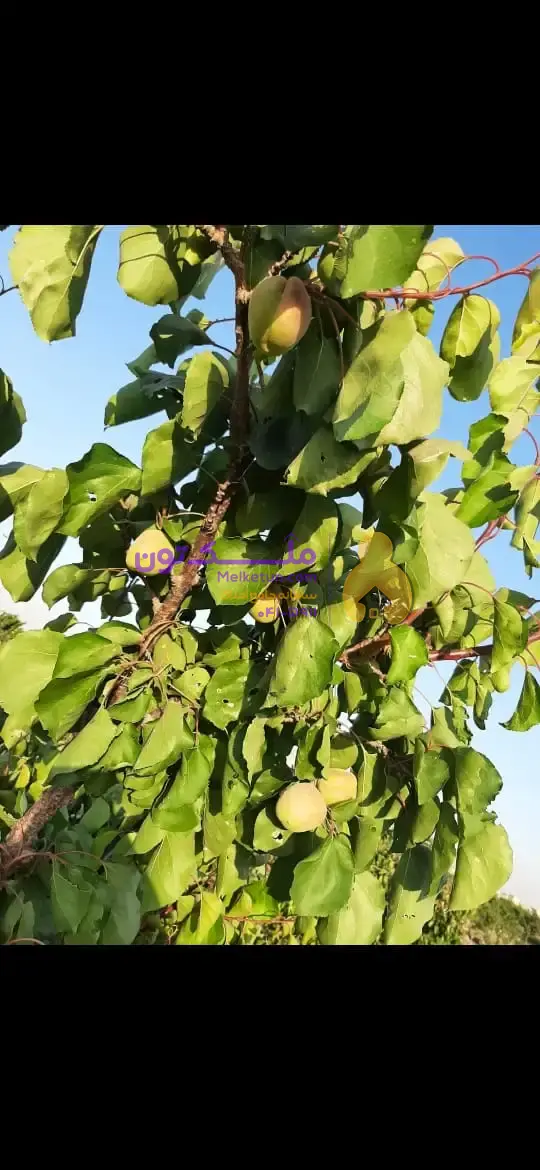 باغچه 750 متر چهاردیواری مدارک کامل