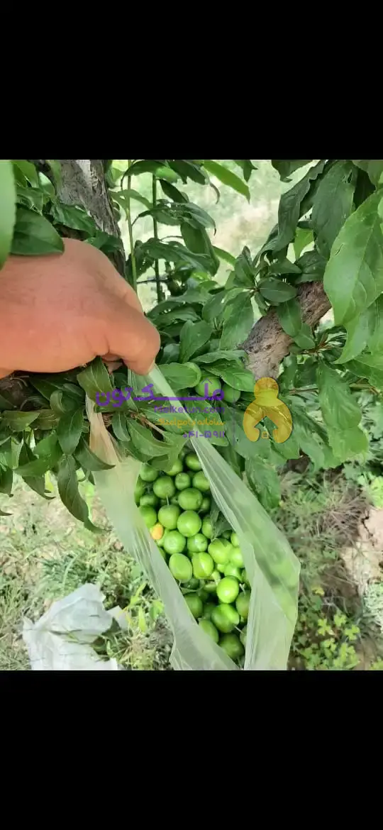 باغچه 750 متر چهاردیواری مدارک کامل