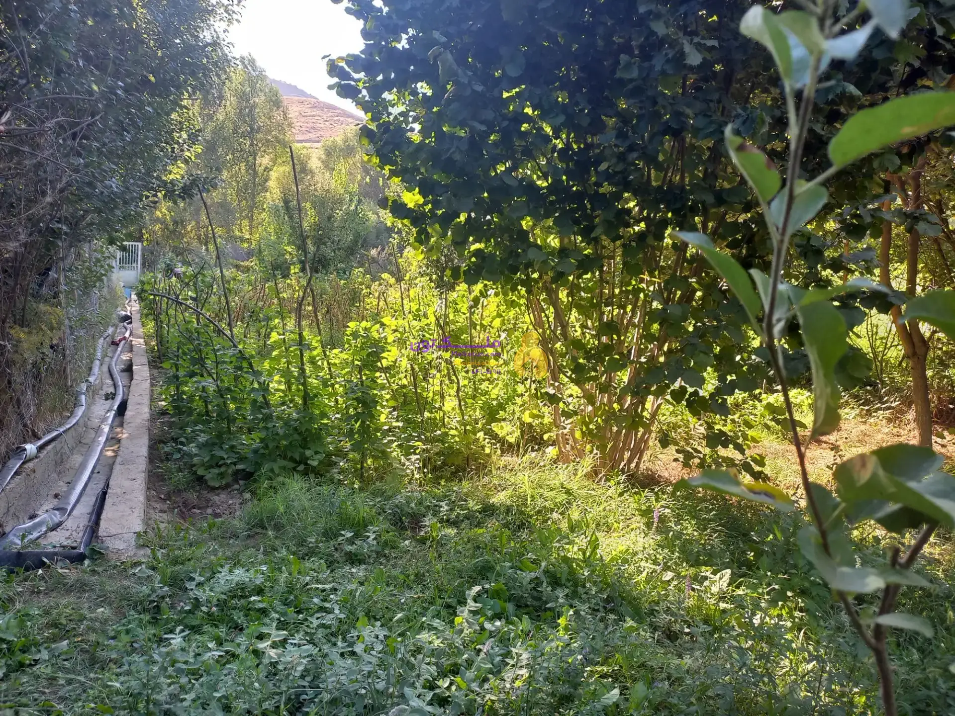 زمین سر سبز بزرگ با متراژ 2100 متر مربع