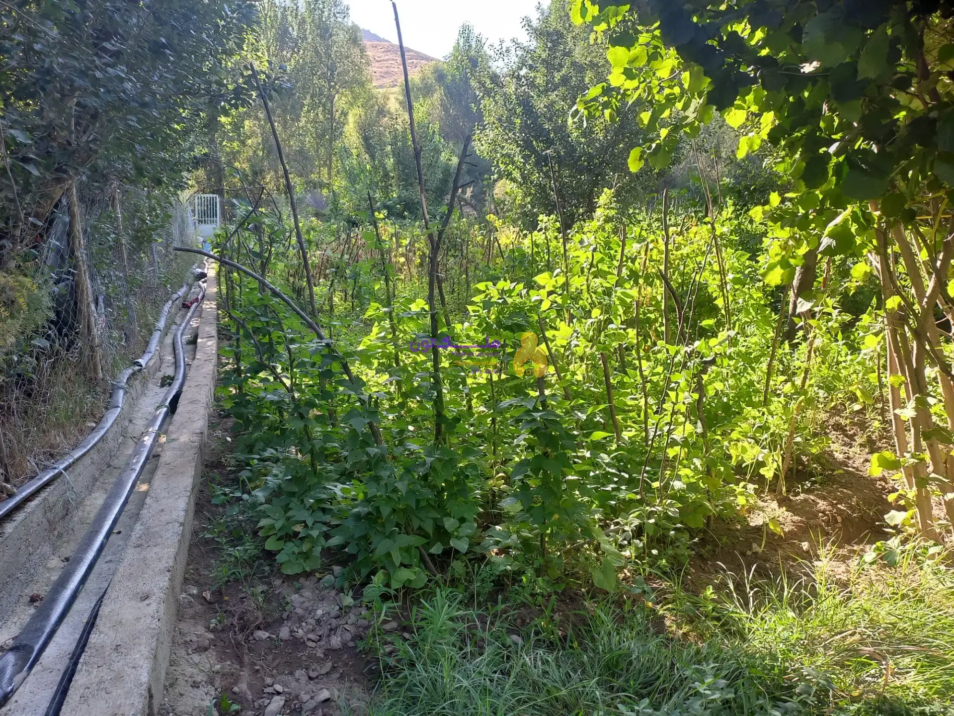 زمین سر سبز بزرگ با متراژ 2100 متر مربع